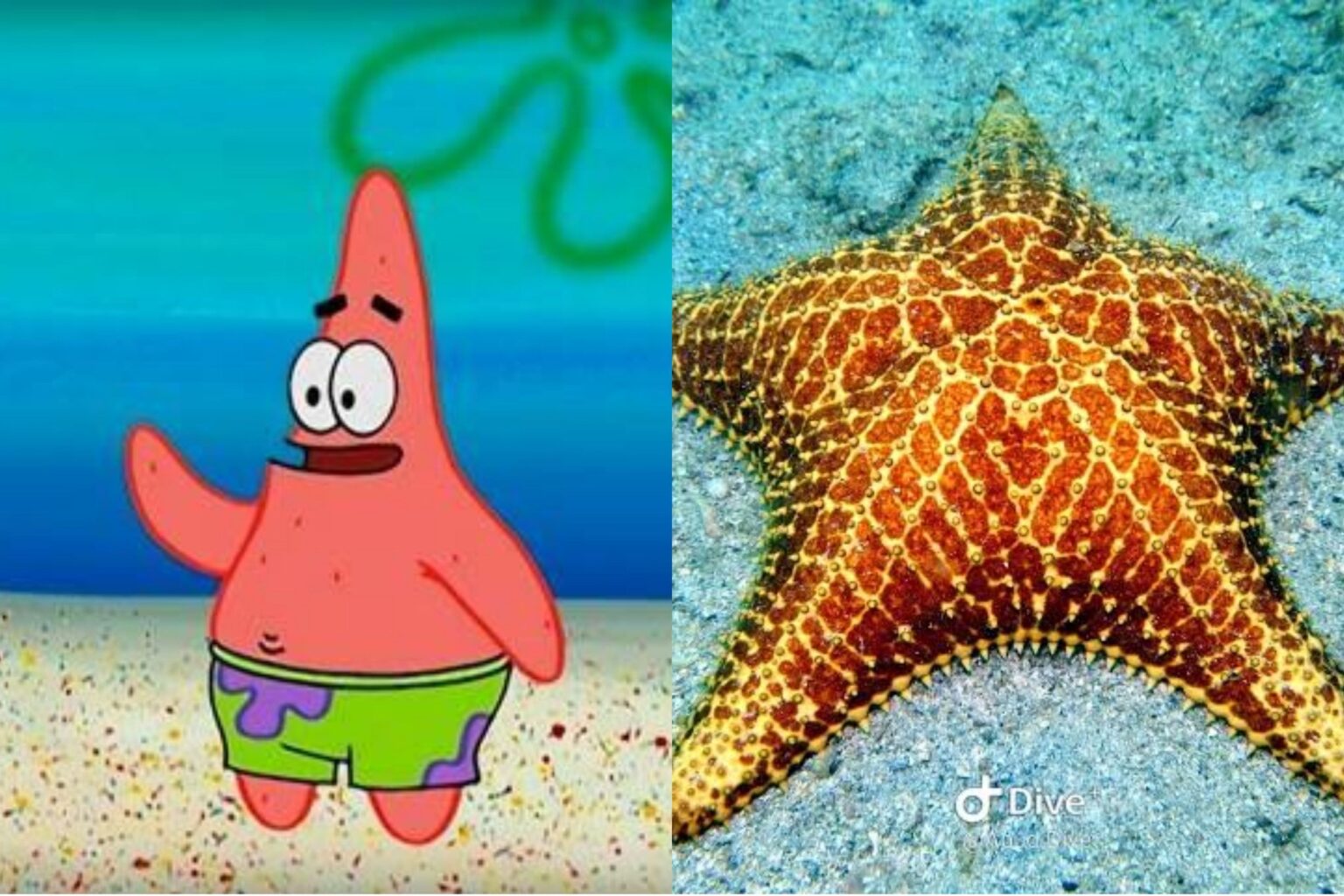Que animais são os personagens de Bob Esponja? - Sociedade Nerd